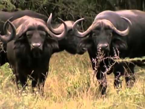 BBC Documentary 2014 Zambezi Force Of Life Nature Documentary