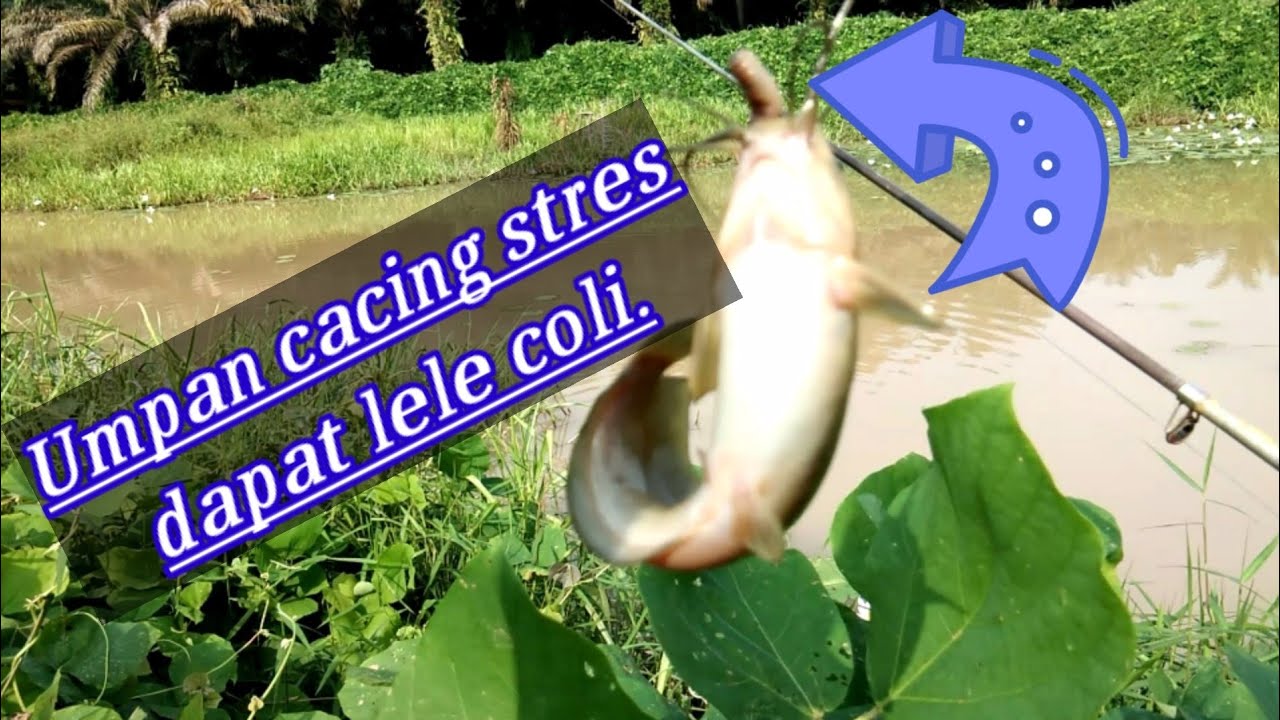 Umpan cacing stres dapat lele coli | mancing ikan