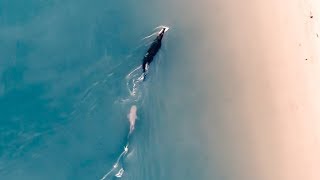 SHARK VS CROCODILE!! (Amazing Drone Footage) Fishing For A $1,000,000 Barramundi - Ep 140
