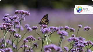 The Mission Monarch Program