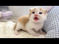 鳴きながら睡魔と戦う子猫＆ミルクのおかわりを催促【おこめ3兄妹#4】Kitten fighting sleep