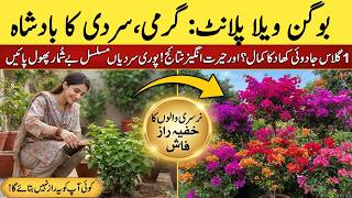 Bougainvillea Plant Care Guide & Secret Fertilizer|  How To Get Countless Flowers In Bougainvillea