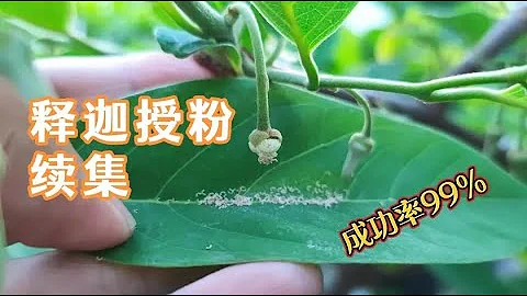 釋迦暴力人工授粉（續集），成功率竟然高達99%，暴力出奇蹟 - 天天要聞