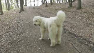 Carpathian Shepherd Dog, Romanian Mioritic Shepherd Dog