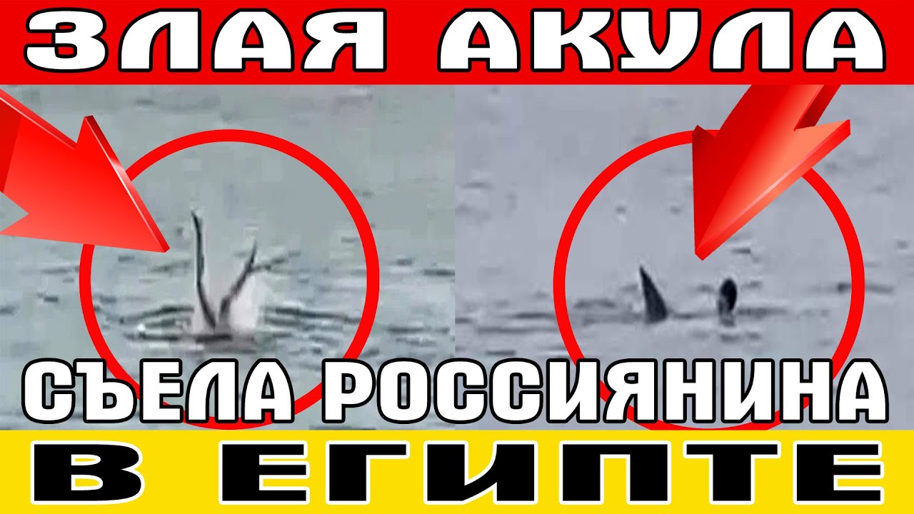 АКУЛА СЪЕЛА РОССИЯНИНА В ЕГИПТЕ (Полное видео) - YouTube