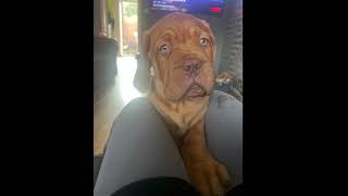 Dogue de Bordeaux cute puppy pics #doguedebordeaux,#dogs,#subscribe,#like,#comment,#share