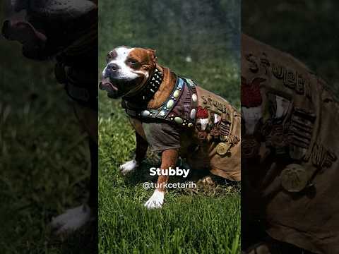 Tarihte en çok madalya kazanan köpek: Çavuş Stubby #shorts