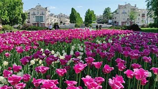 Чернигов, май ,парки тюльпаны Chernihiv City