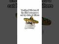 read what it says on the video cuz I'm lazy to type it again #cat #mexican #mexican cat #myths