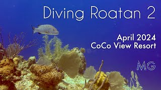 Diving Roatan 2024 - 4k HDR