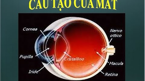 Mắt || Cấu tạo của mắt