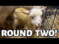 Round two of lambing OFFICIALLY begins today! *cuteness overload* | Vlogmas 2022 | Vlog 655