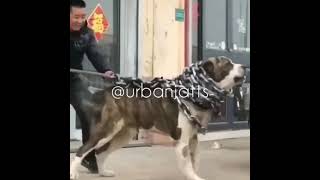 Big Bank Challenge Tik Tok Compilation Mashup 2021 Litty Tok Video Hot Dog