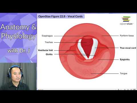 PHYL 142 | Respiratory | Larynx, Vocal Cords & Glottis