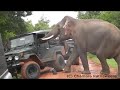 Elephant(Gamunu) Looting a Jeep |Yala National Park