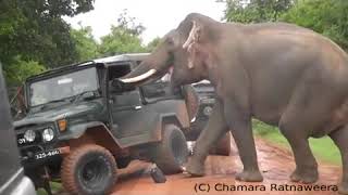 Elephant(Gamunu) Looting a Jeep |Yala National Park