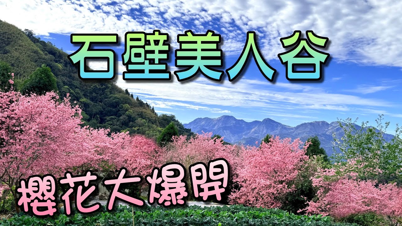 石壁美人谷櫻花大爆開，粉紅花海+翠綠竹林+九芎神木，山林美景值得一遊，逛餓了，土地公廟還有提供泡麵，真是太棒了！