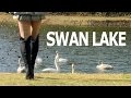 Strolling a Swan Lake