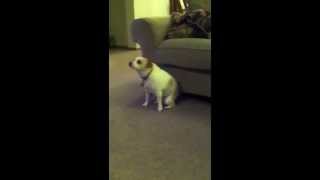 The Twerking Dog