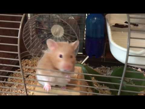 fun-things-that-your-hamster-can-do.