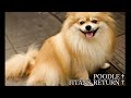 犬になった女 ( POODLE墓 / TITANS RETURN墓 )
