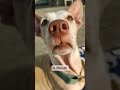 How to understand your dog's body language. #shorts