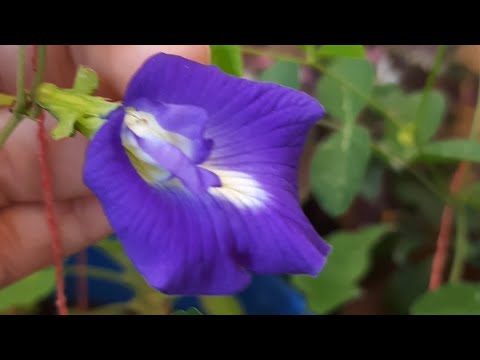 نبات الشاى الازرق وفوائدة