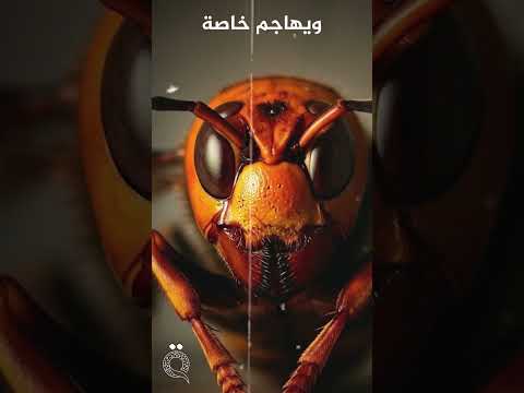 أخطر الحشرات وخاصة الأخيرة