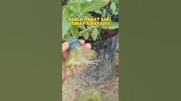 Rahasia tersembunyi tanam tomat dari tunas air#shorts