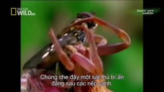 National Geographic Documentary - Built for the kill The killer Ambush - BBC Mystery Wildlife
