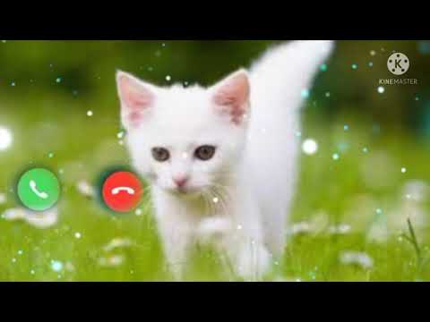 Cat Ringtone 2022 New Cat Ringtone Please Subscribe Me PZ Status 45M