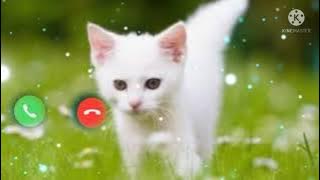 Cat ringtone 😾😾😾//2022//new cat ringtone 💕💘🌹😾//🙏🙏🙏 please subscribe me//PZ status 45M