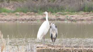 GARZA REAL Y BLANCA QUIETAS 2