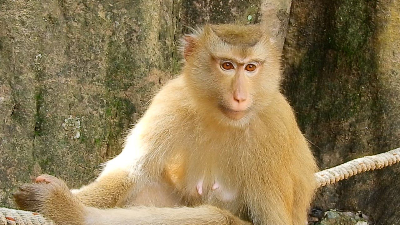 So Gentle Young Mom Monkey Rose She Still Look After Monkey In Amber Well...