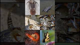 Arthropod | Wikipedia audio article