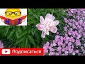 аудіо вірш "НЕ ЗНАЮ, ЩО СТАЛО ЗО МНОЮ"  Генріх Гейне відео ютуб