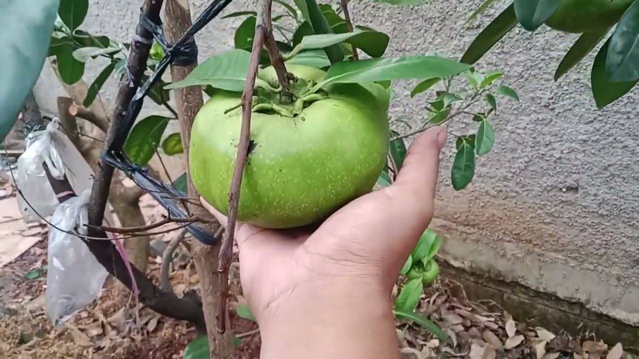 Pindah Black Sapote dari Pot ke Tanah#kebunzuhdhan #blacksapote