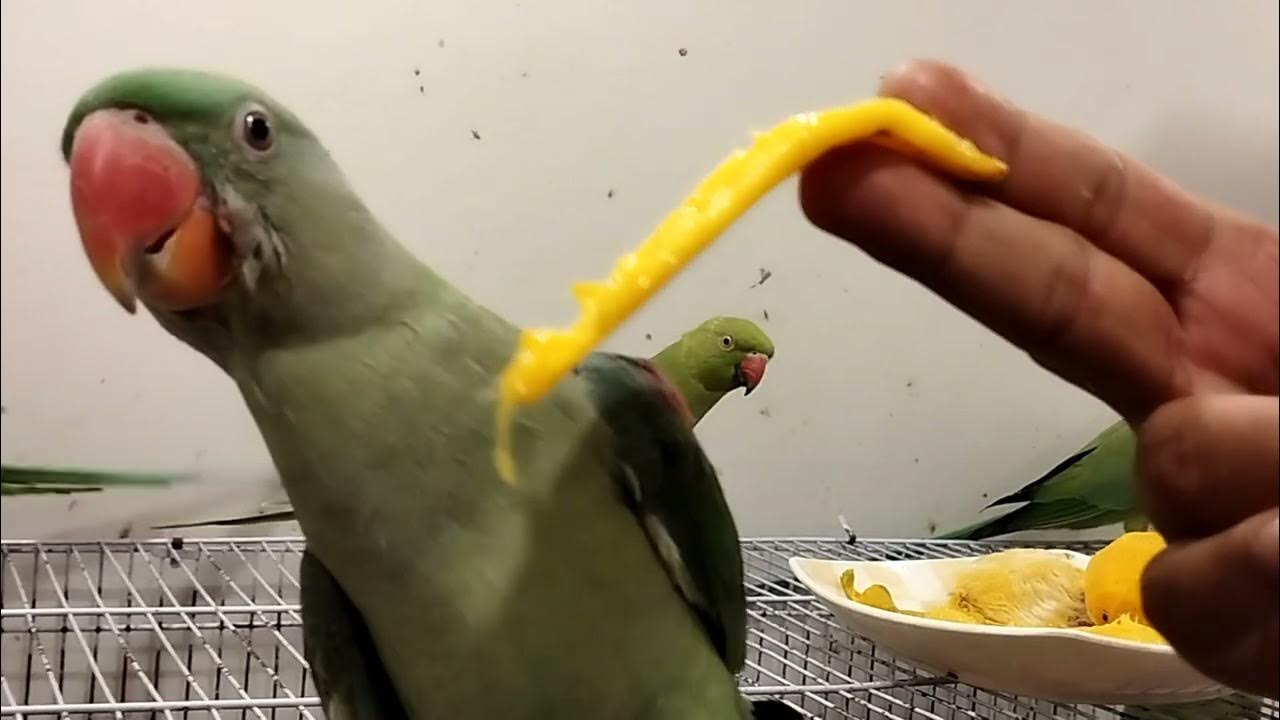 Raw baby parrot going to eat mango first time See his reaction Is