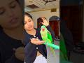 🦜तोता रबड़ लेने गया 😍#parrotlover #training #video #parrotlover ❤️#training #parrot ❤️#video
