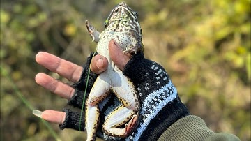 Câu Ếch Cá Rô Đồng Mùa Nước Nổi