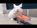 Funny and Cute Baby Bunny Rabbit Videos - Baby Animal Video Compilation (2020)