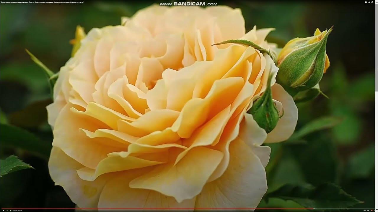Роза пастель фото и описание