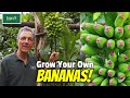 Grow your own sweet  tasty bananas at home