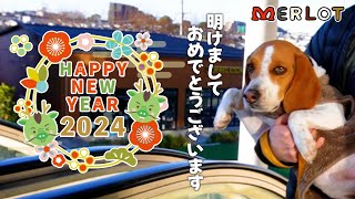 【あけおめ】ビーグル犬の初詣＆2024初散歩！／【Happy New Year】The first walk of 2024! by Merlot The Beagle 295 views 4 months ago 3 minutes, 54 seconds