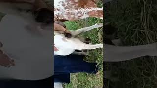 he goat meeting goat#shorts video