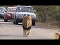 Lets Follow That Lion