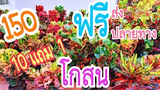 ไม้สวยไม้งามบ้านนายหัว ไม้เข้าใหม่ ต้นโกสน 150 10 แถม 1 มีปลายทาง