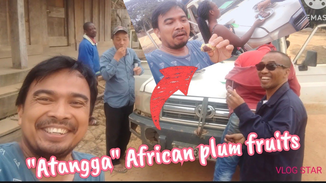 What is an Exotic African plum fruits? (bigger in size) ep2 YouTube