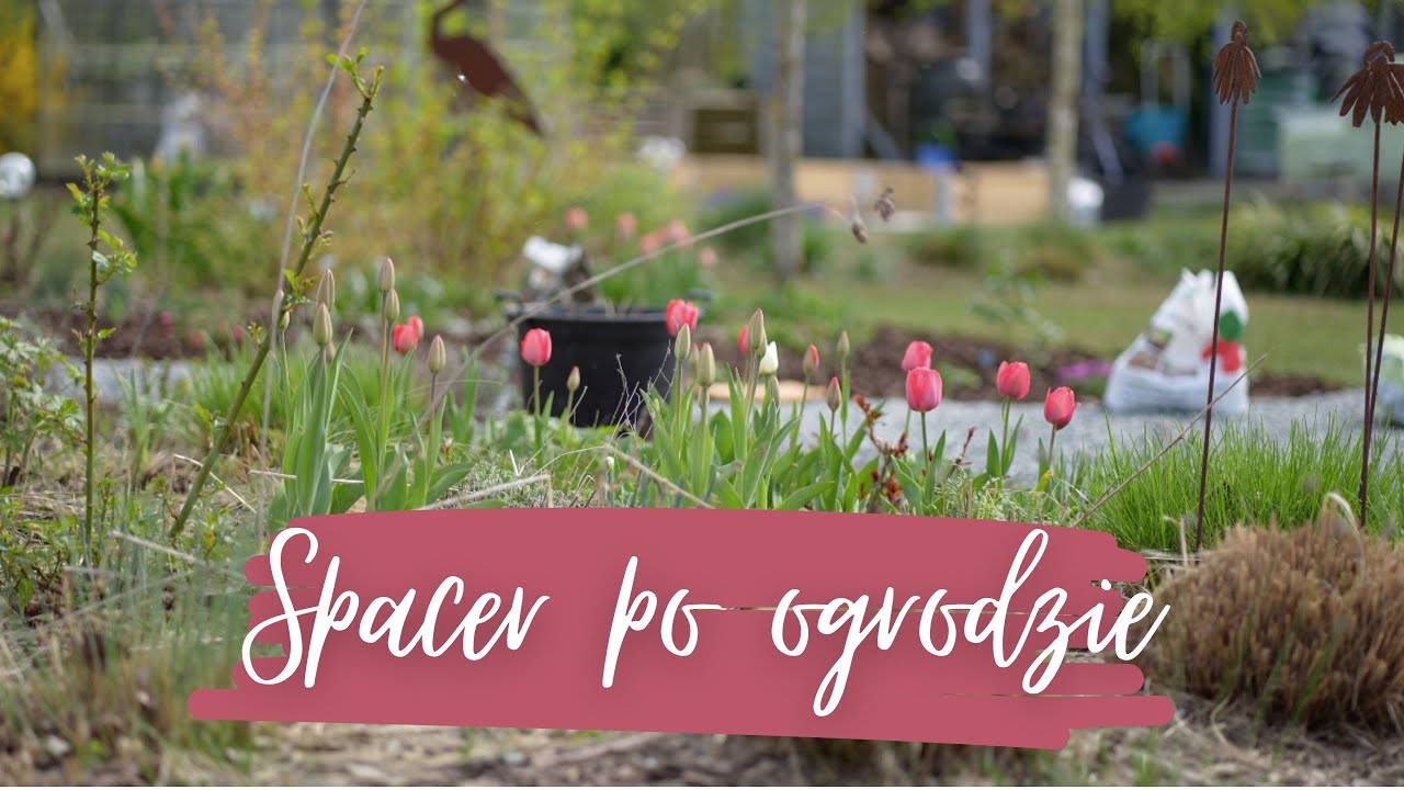 Co udało mi się zrobić w ogrodzie 💪 Nowe drzewa i krzewy 🌳