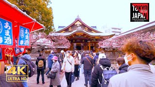 [4K UHD | Tokyo] Yushima Shrine Plum Matsuri Fes | 湯島天神 梅まつり